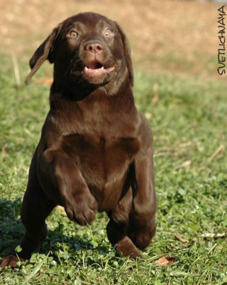 Beiskolázási labrador kiskutyát Powo