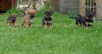 Kennel Nyizsnyij Novgorod