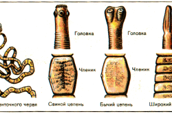 Semne de paraziți în simptomele organismului uman, diagnostic și tratament (foto și video)