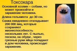 Ознаки паразитів в організмі людини симптоми, діагностика та лікування (фото і відео)