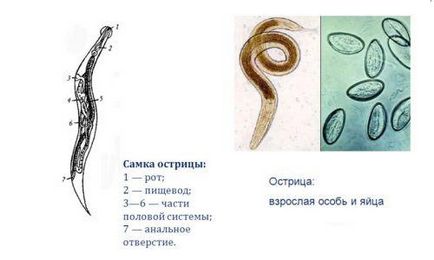 Признаци на паразити при хора на симптоми, диагностика и лечение (снимки и видео)