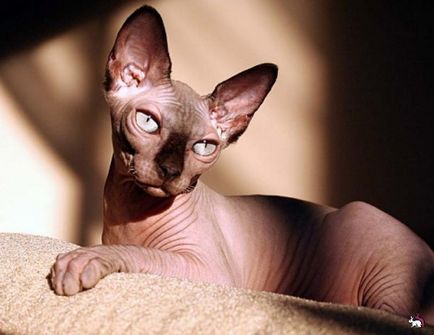 Mintegy Sphinx! Svetlana Evlakhov (kattintva fotó transzfer) Mintegy Sphinx! Svetlana Evlakhov