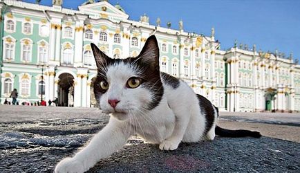 Közzétételi nap St. Petersburg macskák és macskák Közösség „Kosharnaya”