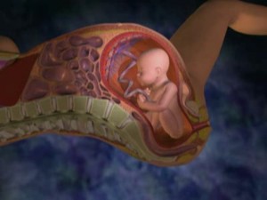 Tratamentul placentar la imbatranire precoce, placenta