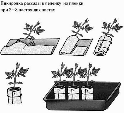 Розсада помідор в равлику і пелюшках відео