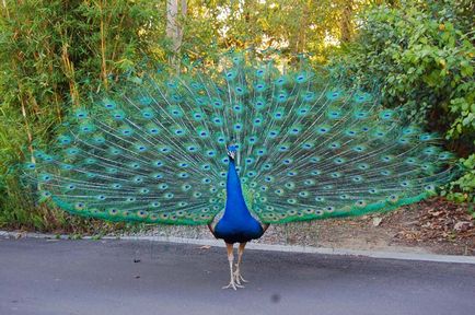 Peacock de reproducere la domiciliu video