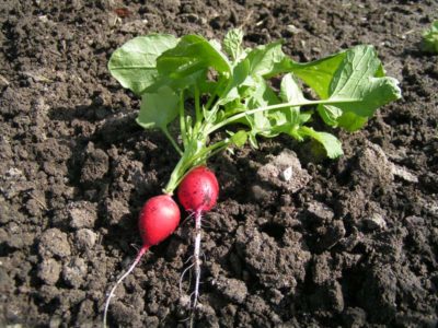 Radish - cultivarea și îngrijirea plantelor de diferite lungimi