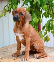 Rhodesian ridgeback - brânză - bor