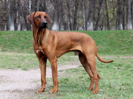 Rhodesian Ridgeback