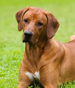 Rhodesian Ridgeback