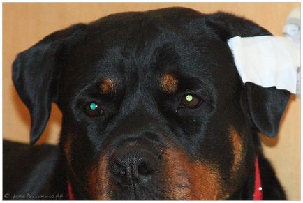 Kennel Rottweilers de la marginea pădurii (pkf-fci) - câinii mei