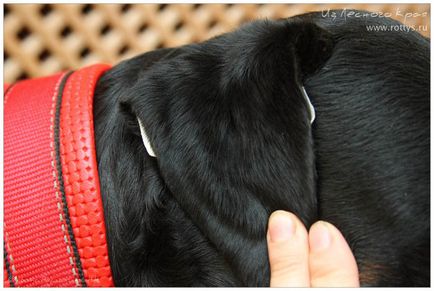 Kennel Rottweilers de la marginea pădurii (pkf-fci) - câinii mei