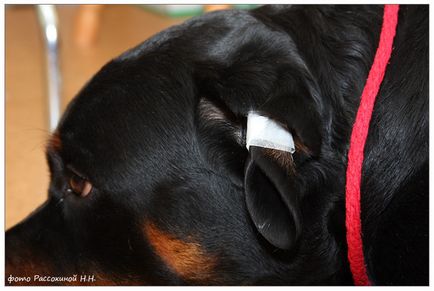 Kennel Rottweilers de la marginea pădurii (pkf-fci) - câinii mei