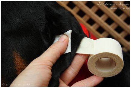 Kennel Rottweilers de la marginea pădurii (pkf-fci) - câinii mei