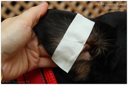 Kennel Rottweilers de la marginea pădurii (pkf-fci) - câinii mei