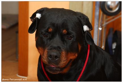 Kennel Rottweilers de la marginea pădurii (pkf-fci) - câinii mei