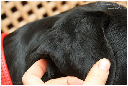 Kennel Rottweilers de la marginea pădurii (pkf-fci) - câinii mei