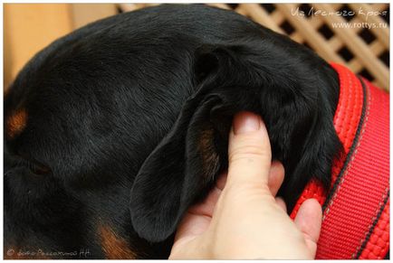 Kennel Rottweilers de la marginea pădurii (pkf-fci) - câinii mei