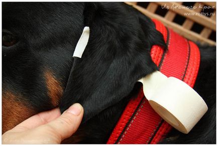 Kennel Rottweilers de la marginea pădurii (pkf-fci) - câinii mei