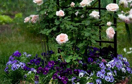 Троянди Остіна в ландшафтному дизайні фото