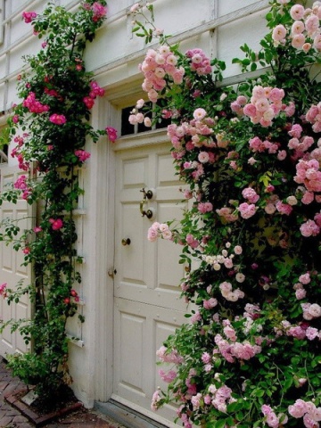 Троянди Остіна в ландшафтному дизайні фото