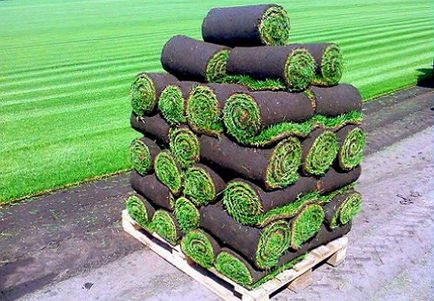 Roll de gazon, tipuri de gazon roll, ceea ce distinge o peluza de peluză de la o semințe de gazon, utile