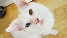 Самий прикольний і незвичайний кіт у світі - mixmovie сайт гарного настрою