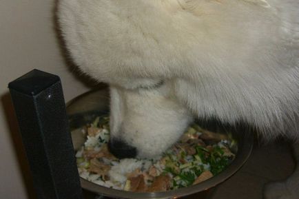 Câine Samoyed (Samoyed Laika) descriere, fotografie, caracter, hrană, îngrijire, boală a rasei
