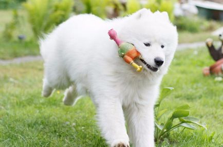 Câine Samoyed (Samoyed Laika) descriere, fotografie, caracter, hrană, îngrijire, boală a rasei