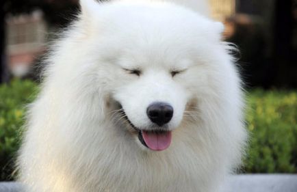 Câine Samoyed (Samoyed Laika) descriere, fotografie, caracter, hrană, îngrijire, boală a rasei