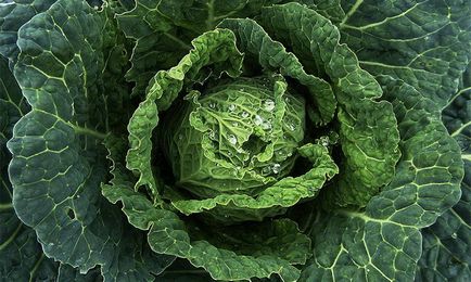 Soiuri de varza Savoy pe fotografie, agrotehnica de cultivare a varza savoi si proprietatile sale utile