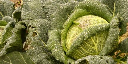 Савойська капуста сорту на фото, агротехніка вирощування капусти савойської і її корисні властивості