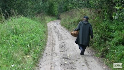 Ciuperci comestibile albe, bolete, poderezovik