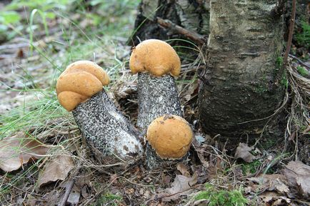 Ehető gomba fehér, narancs-cap vargányával, boletus