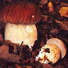 Ciuperci comestibile albe, bolete, poderezovik