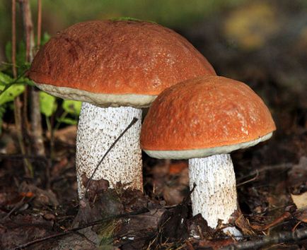 Ciuperci comestibile albe, bolete, poderezovik