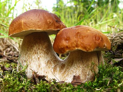 Ciuperci comestibile albe, bolete, poderezovik