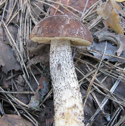 Ciuperci comestibile albe, bolete, poderezovik