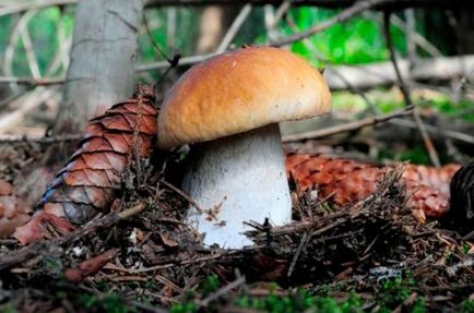 Ciuperci comestibile albe, bolete, poderezovik