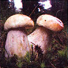 Ciuperci comestibile albe, bolete, poderezovik