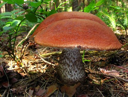 Ciuperci comestibile albe, bolete, poderezovik