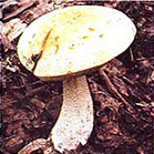 Їстівні гриби білий, підосичники, підберезник