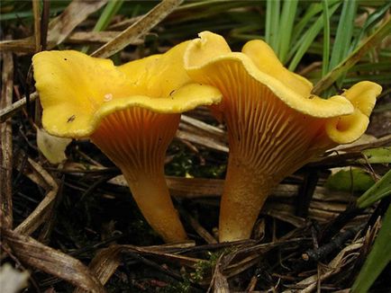 Ciuperci comestibile albe, bolete, poderezovik