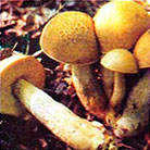 Ciuperci comestibile albe, bolete, poderezovik