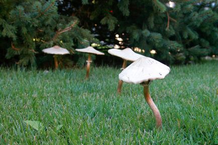 Ciuperci comestibile albe, bolete, poderezovik