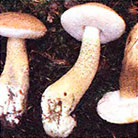 Ciuperci comestibile albe, bolete, poderezovik