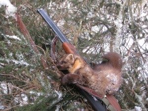 Секрети і прийоми полювання на куницю за допомогою лайки і тролленіем