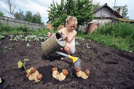 Fehérfejes gomba Kínából, ár, videó