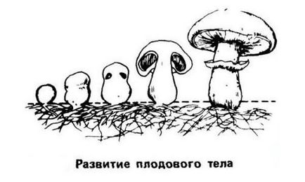 Semințe de ciuperci