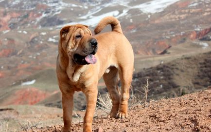 Sharpei natura, boala si grija